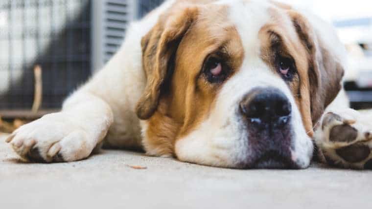 Dog with sad expression