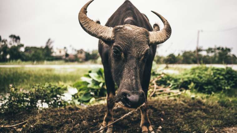 Code is like a water buffalo