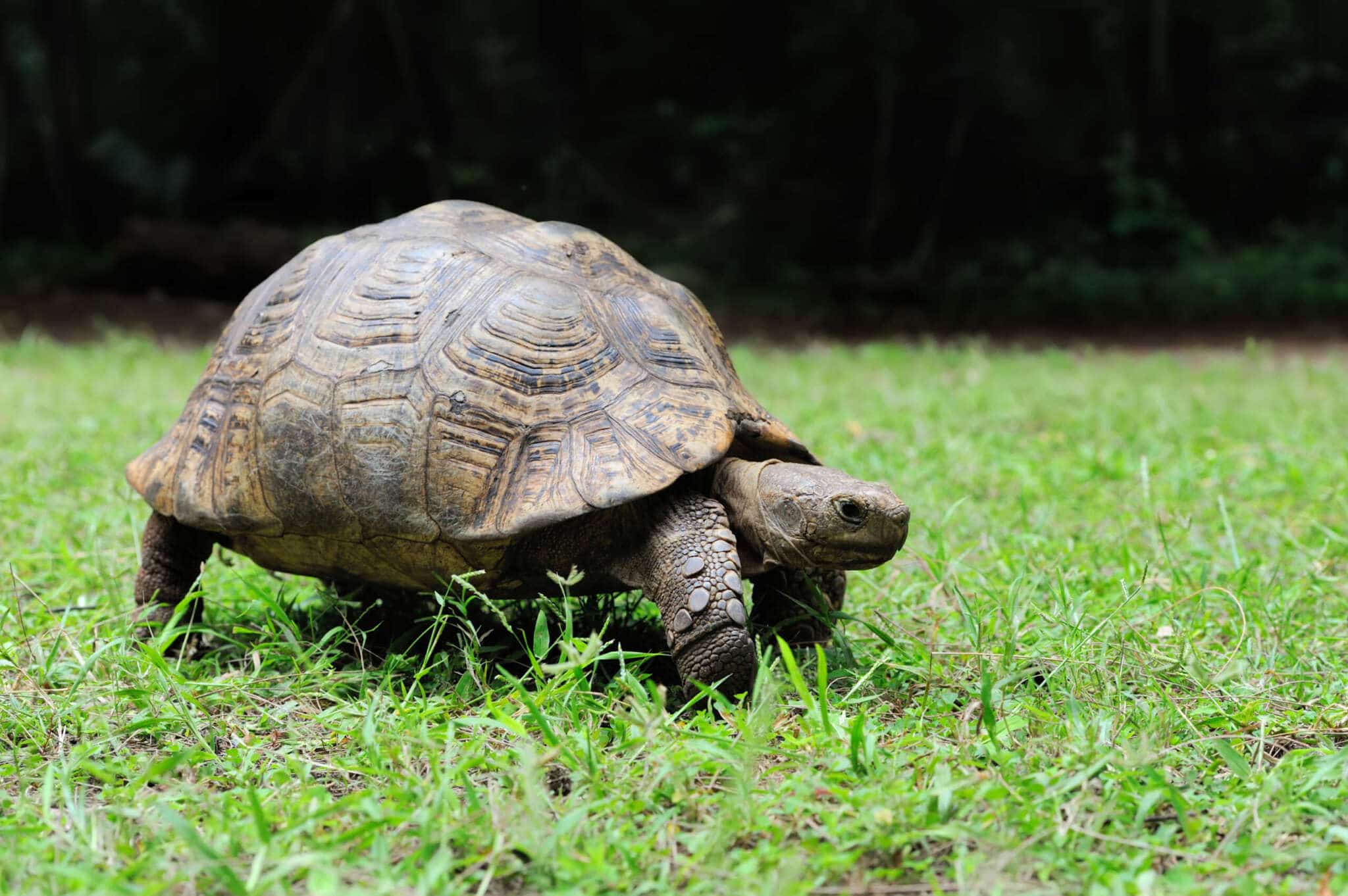 Photo of tortoise
